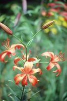 Foto: Dr. Jörg M. Giffei